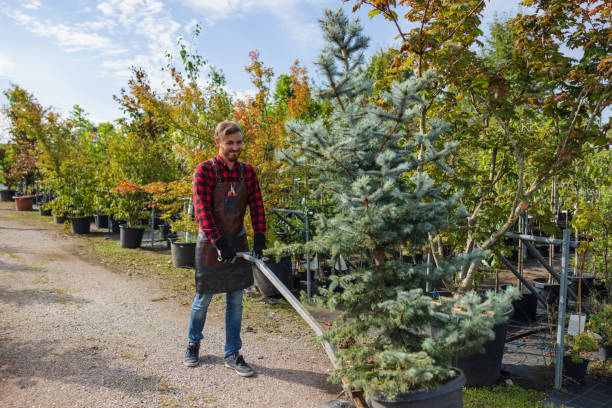 Professional Tree Removal and Landscaping Services in Ocklawaha, FL